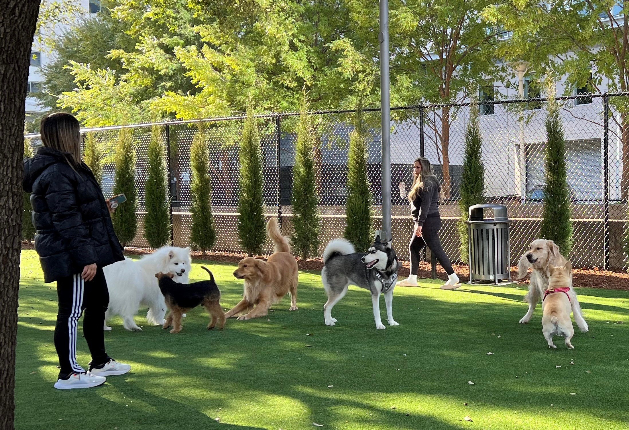 dogs in the park